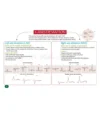 The Approach: ECG - Medi Maps - Image 2
