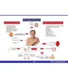 The Approach: Endocrinology / DM - Medi Maps - Image 2