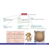 The Approach: Hepatology - Medi Maps - Image 2